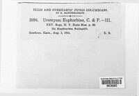 Uromyces euphorbiae image
